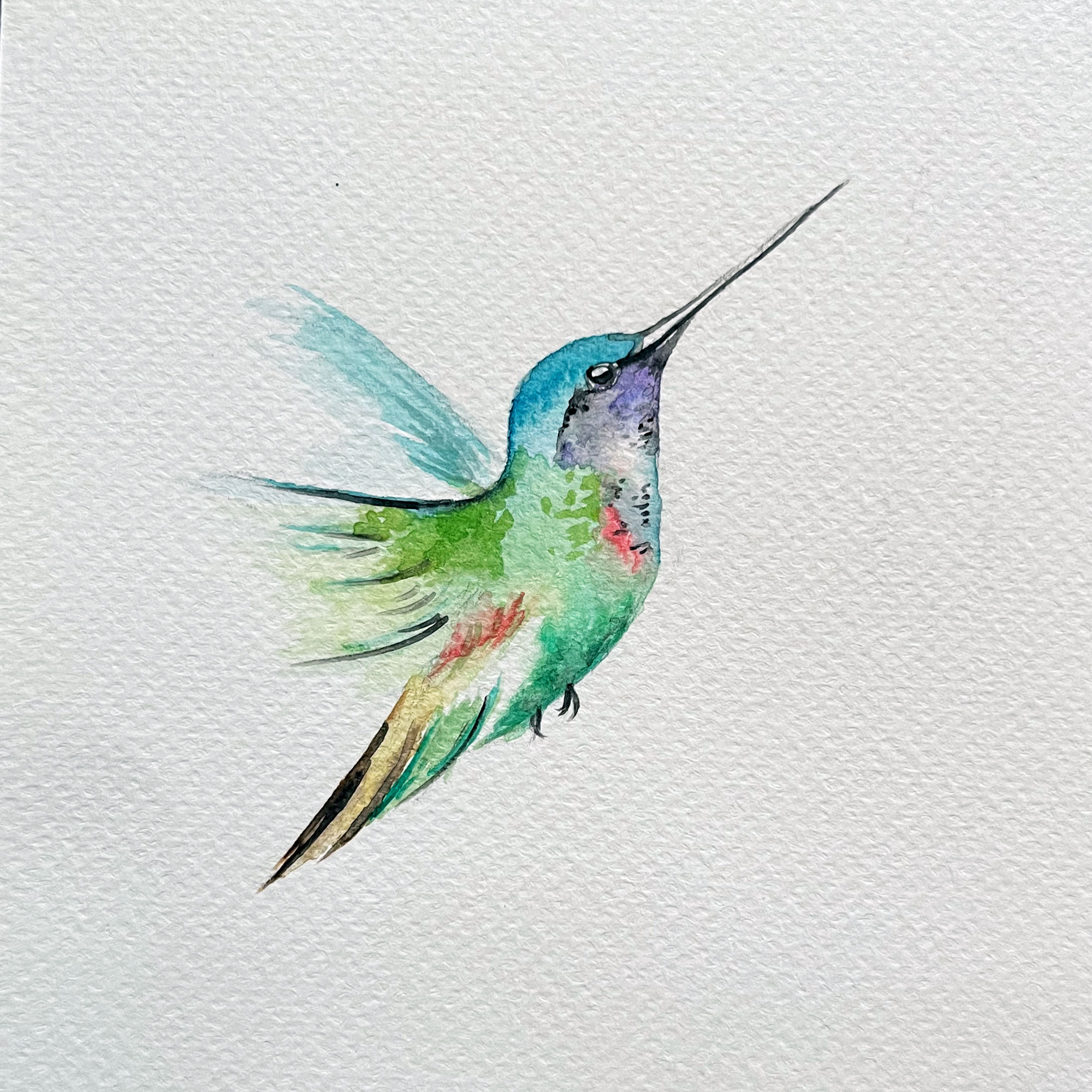 Humming-Bird-1