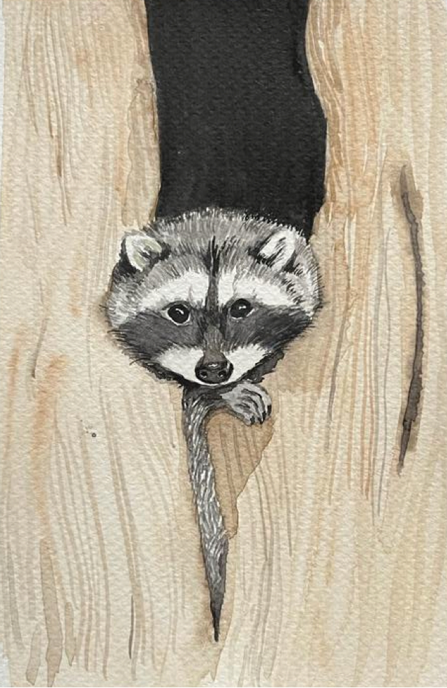 raccoon